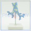 PNT-0751 Modelo Trachea Bronchi para uso médico